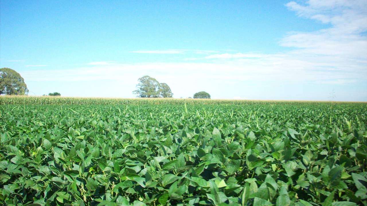 Lote de soja con el canopeo cerrado, verde hasta el horizonte; al fondo, una franja de cultivo alto y seco, unos pocos árboles y un cielo azul con nubes en el tercio derecho.